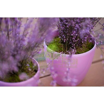 Пластикові горщики Вазон DECO-TWIN 4 л від Santino |Green Decor