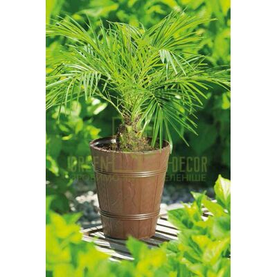 Горщики для квітів Горщик Дерево ПАЛЬМА-3 коричневий 15 л від Form-Plastic |Green Decor