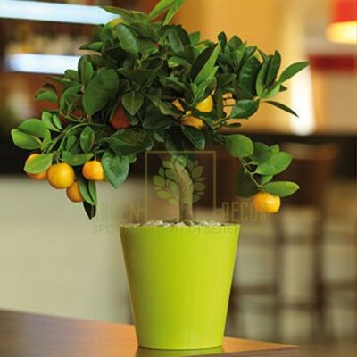 Горщики для квітів Горщик ВУЛКАНО-11 0,7 л від Form-Plastic |Green Decor