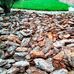 Кора декоративна Кора соснова велика 6-12 см 50 л від Україна | Фото 1 