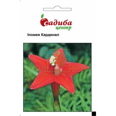 Ипомея Ипомея Кардинал, 0,5 г, Садиба от Садиба |Green Decor