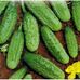Огурец Огурец Конкурент 2г, Елитсорт от  Елітсорт | Фото 1 
