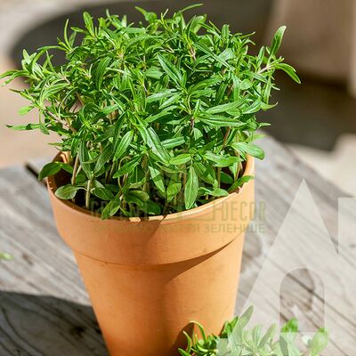 Другие пряности и травы Чабер Самер Савори, 0,5 г, Садиба от Садиба |Green Decor