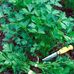 Петрушка Петрушка Листова звичайна 4г, GL Seeds від GL Seeds | Фото 1 