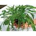 Рукола Рукола делікатесна 1г, GL Seeds від GL Seeds | Фото 2 
