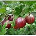 Агрус Крыжовник Бесшипный красный среднеспелый, DekoPlant от  DekoPlant | Фото 1 