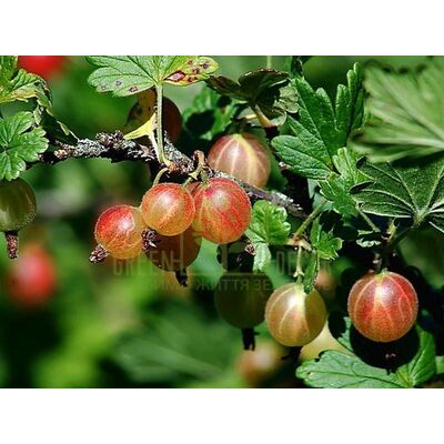 Агрус Крыжовник Бесшипный красный среднеспелый, DekoPlant от DekoPlant |Green Decor