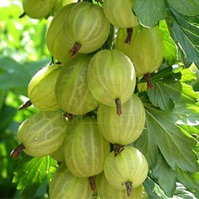 Агрус Крыжовник Инвикта зеленый среднеранний, DekoPlant от DekoPlant |Green Decor