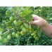 Агрус Крыжовник Инвикта зеленый среднеранний, DekoPlant от  DekoPlant | Фото 2 