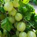Агрус Крыжовник Инвикта зеленый среднеранний, DekoPlant от  DekoPlant | Фото 1 