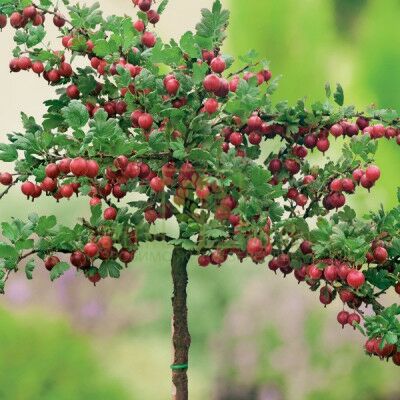 Агрус Штамбовий аґрус Високий Замок от ЗРостай |Green Decor