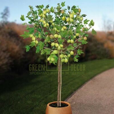 Агрус Штамбовий аґрус Інвікта від ЗРостай |Green Decor