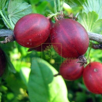 Агрус Крыжовник Оксамит красный среднеспелый, DekoPlant от DekoPlant |Green Decor