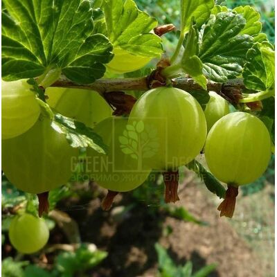 Агрус Крыжовник Уайт Смит зеленый среднеспелый, DekoPlant от DekoPlant |Green Decor