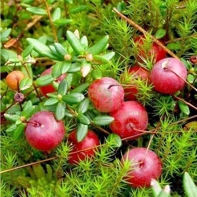 Інші ягідні чагарники Журавлина Стівенс, DekoPlant від DekoPlant |Green Decor