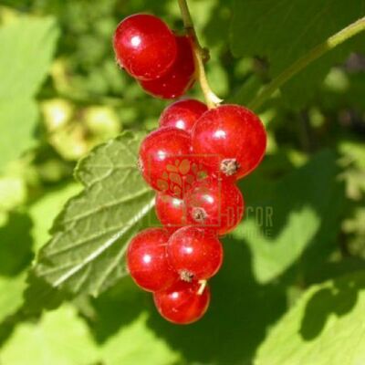 Смородина Порічка Роднеус червона, DekoPlant від DekoPlant |Green Decor