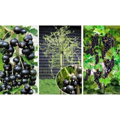 Смородина Штамбова смородина Білоруська Солодка від ЗРостай |Green Decor