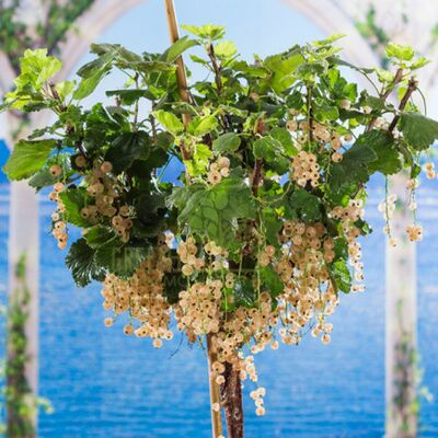 Смородина Штамбова порічка жовта Імператорська від ЗРостай |Green Decor