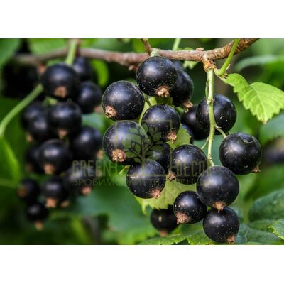 Смородина Смородина Черешнева від ЗРостай |Green Decor