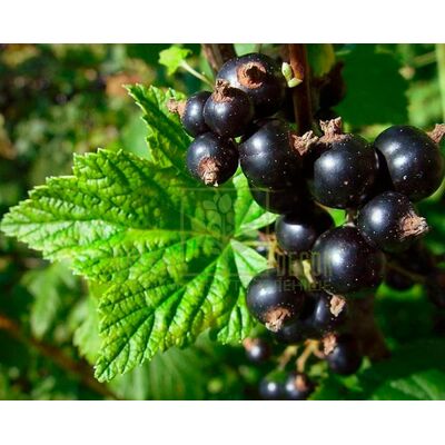 Смородина Смородина Оджебін від ЗРостай |Green Decor