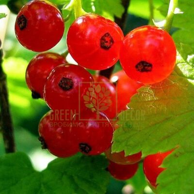 Смородина Порічка Роднеус червона, DekoPlant від DekoPlant |Green Decor