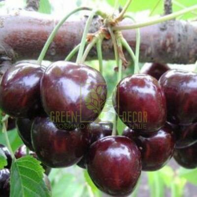 Черешня Черешня Бигаро Бурлат, DekoPlant від DekoPlant |Green Decor