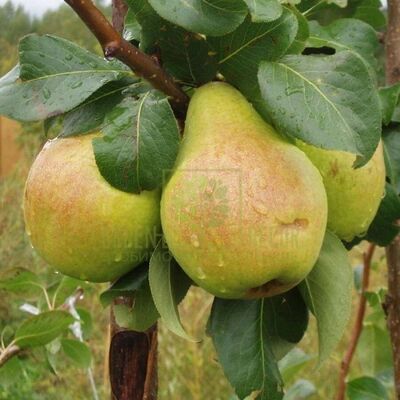Груша Груша Рікс від ЗРостай |Green Decor