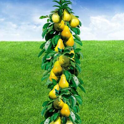 Груша Груша колоновидна Медова від ЗРостай |Green Decor