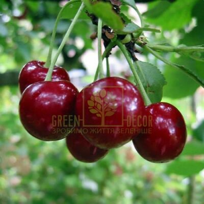 Вишня Вишня Чудо Вишня від ЗРостай |Green Decor