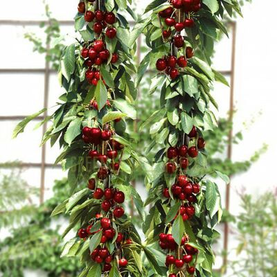 Вишня Вишня колоновидна Королева от ЗРостай |Green Decor
