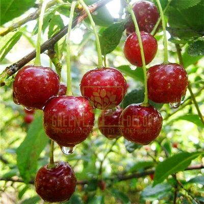 Вишня Вишня Келеріс, DekoPlant від DekoPlant |Green Decor