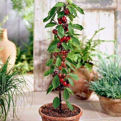 Вишня Вишня колоновидна Восторг от ЗРостай |Green Decor