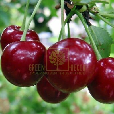 Вишня Вишня Ерді крупноплідна, DekoPlant від DekoPlant |Green Decor