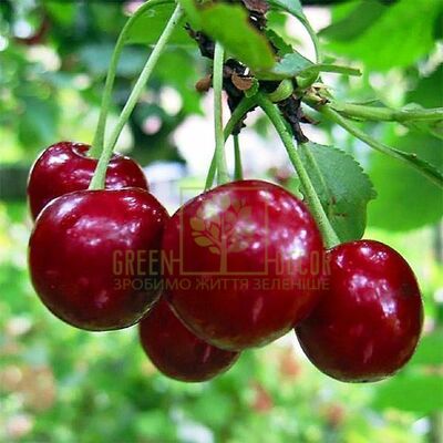 Вишня Вишня Лутовка, DekoPlant от DekoPlant |Green Decor