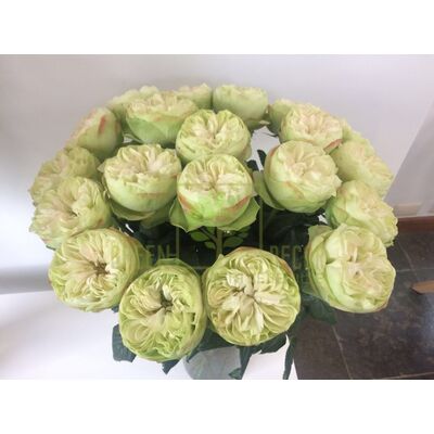 Чайно-гибридные Троянда Вайт Кахала от ЗРостай |Green Decor