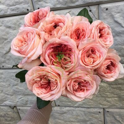 Чайно-гибридные Троянда Лондон Ай от ЗРостай |Green Decor