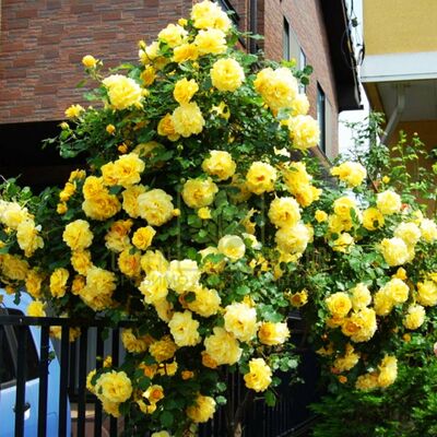 Плетистые Троянда Голден Шоуерс от ЗРостай |Green Decor