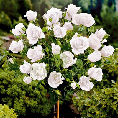 Штамбові Штамбова троянда Боїнг від ЗРостай |Green Decor