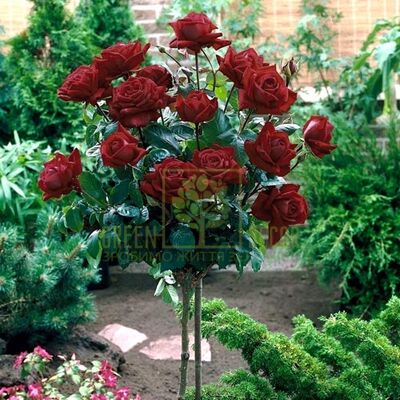 Штамбові Штамбова троянда Блек Мейджик від ЗРостай |Green Decor